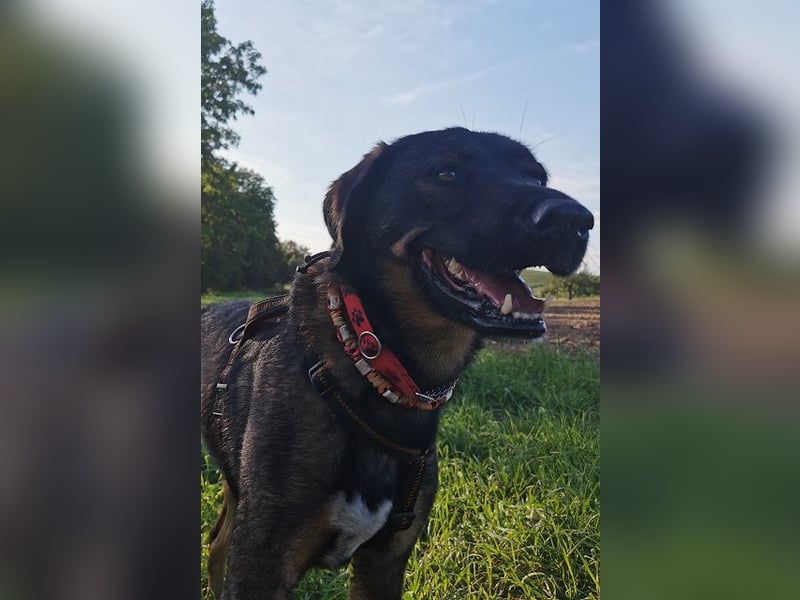 Scooby - er ist einfach verliebenswert. Er lebt, weil seine Mama gerettet wurde.