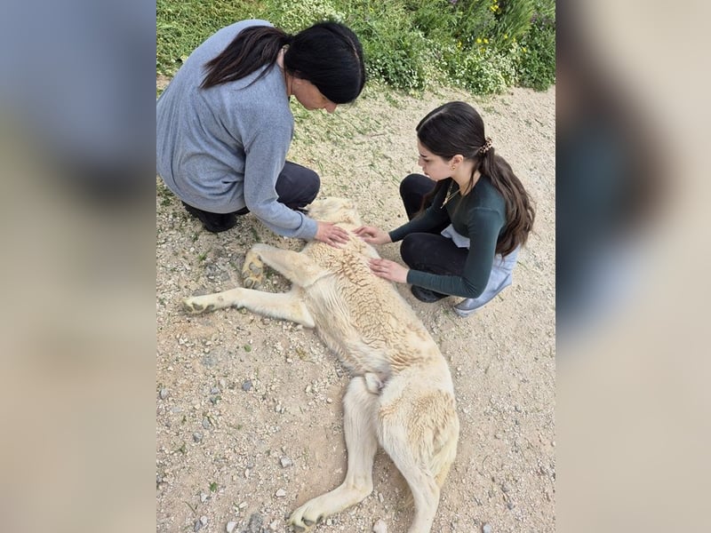 Ilias - ein Herzenshund im Eisbärpelz
