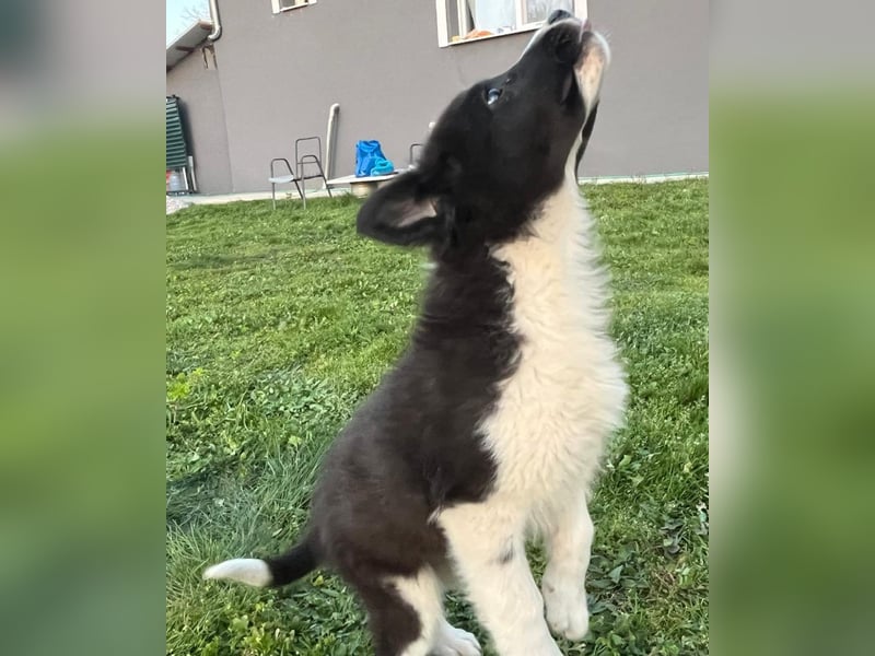 Dush - eines unserer Regenbabys