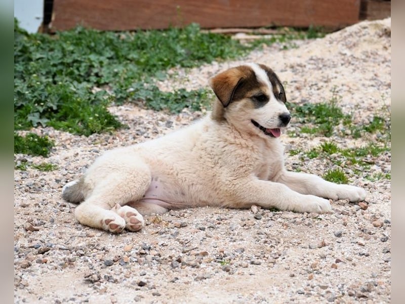 Mika - auf mich hast Du doch gewartet!?
