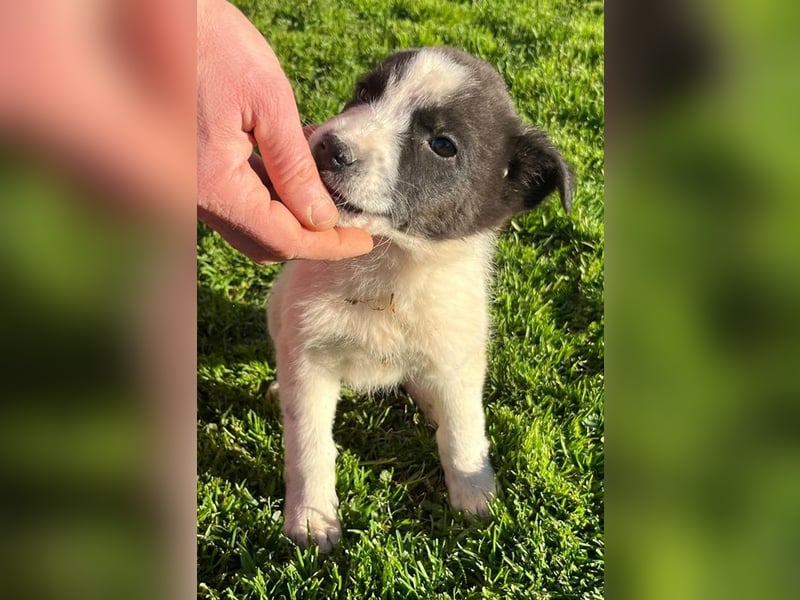 Dixie - eines unserer Regenbabys