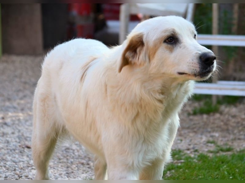 Chalvas - freundlich, sozial und "richtig viel Hund" zum Kuscheln