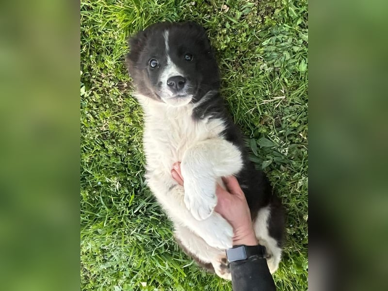 Dush - eines unserer Regenbabys