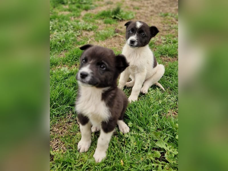 Duke PM - eines unserer Regenbabys