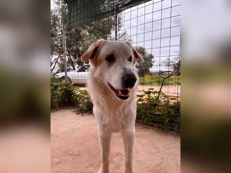 Chalvas - freundlich, sozial und "richtig viel Hund" zum Kuscheln