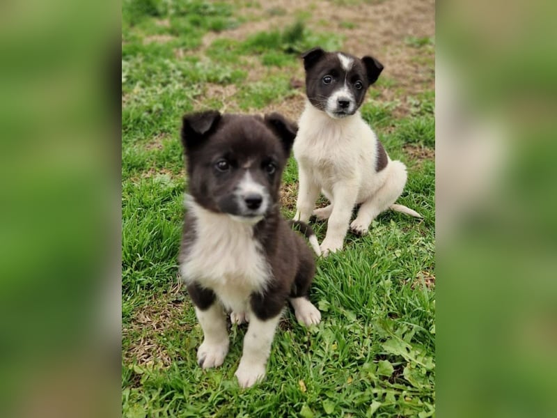 Duke PM - eines unserer Regenbabys