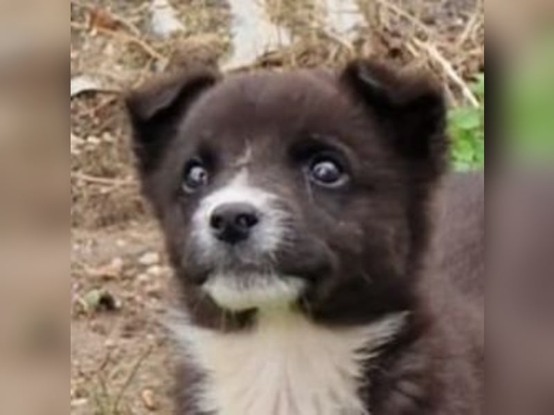 Duke PM - eines unserer Regenbabys