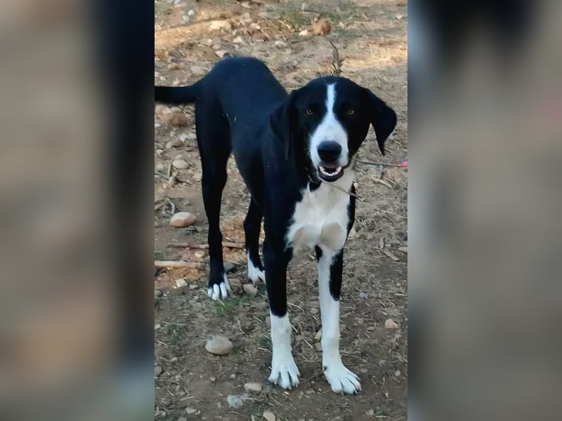 Tharos - sanfter Herzenshund