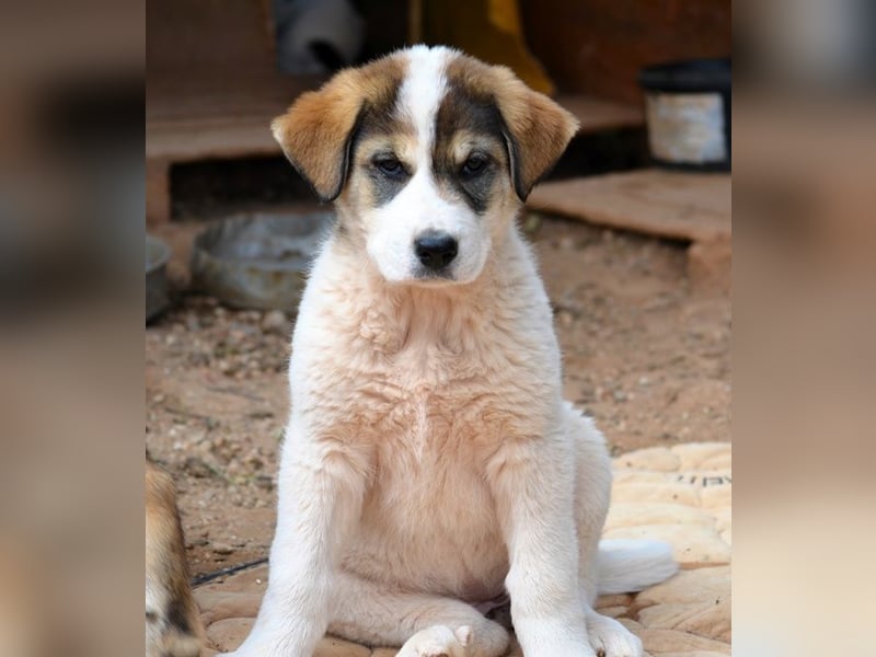 Mika - auf mich hast Du doch gewartet!?