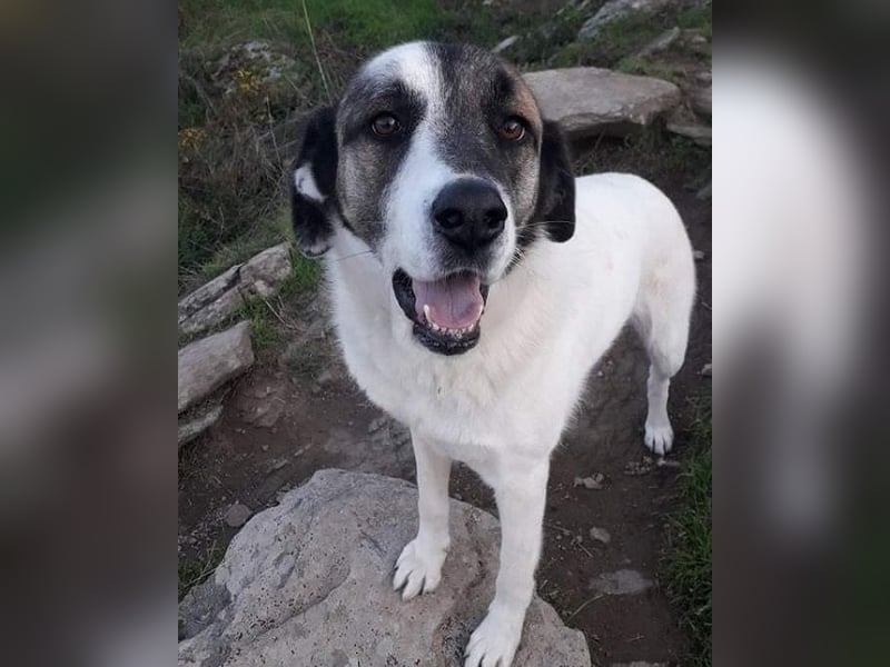 Charlot - Wunder gesucht!