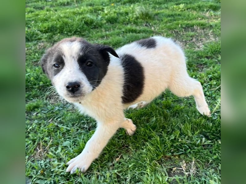 Dixie - eines unserer Regenbabys