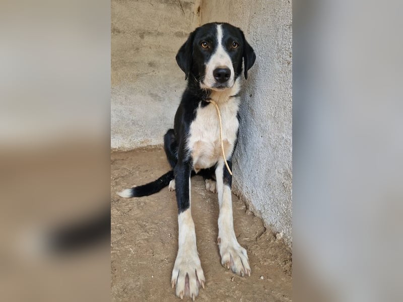 Tharos - sanfter Herzenshund