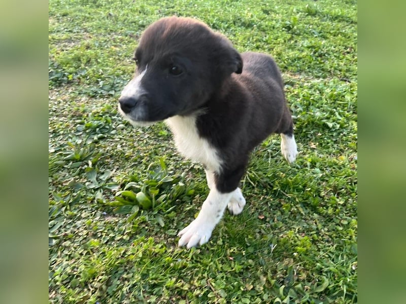 Duke PM - eines unserer Regenbabys