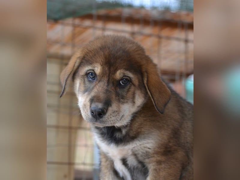Brownie - ich bin einfach zum anknabbern!