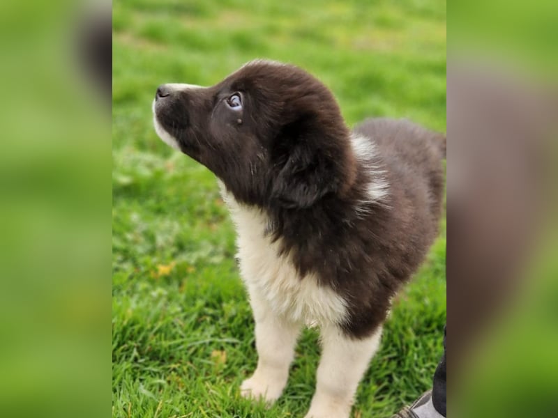 Dush - eines unserer Regenbabys