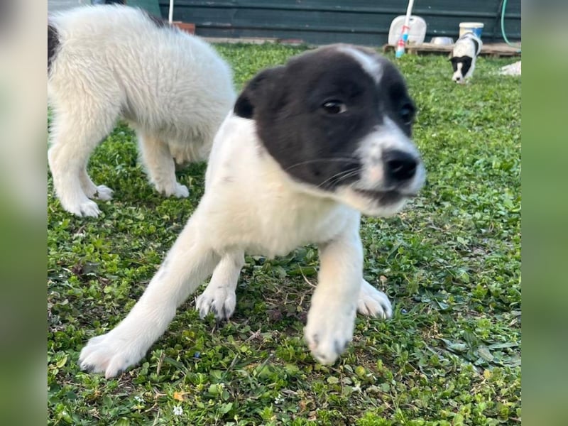 Dottie - eines unserer Regenbabys