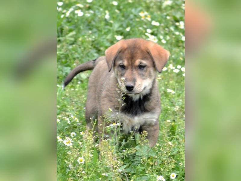Brownie - ich bin einfach zum anknabbern!