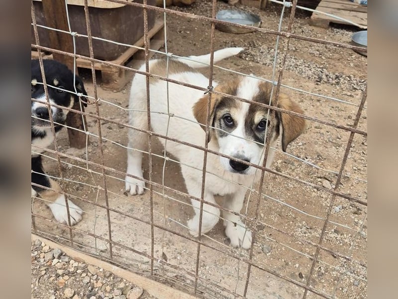 Mika - auf mich hast Du doch gewartet!?