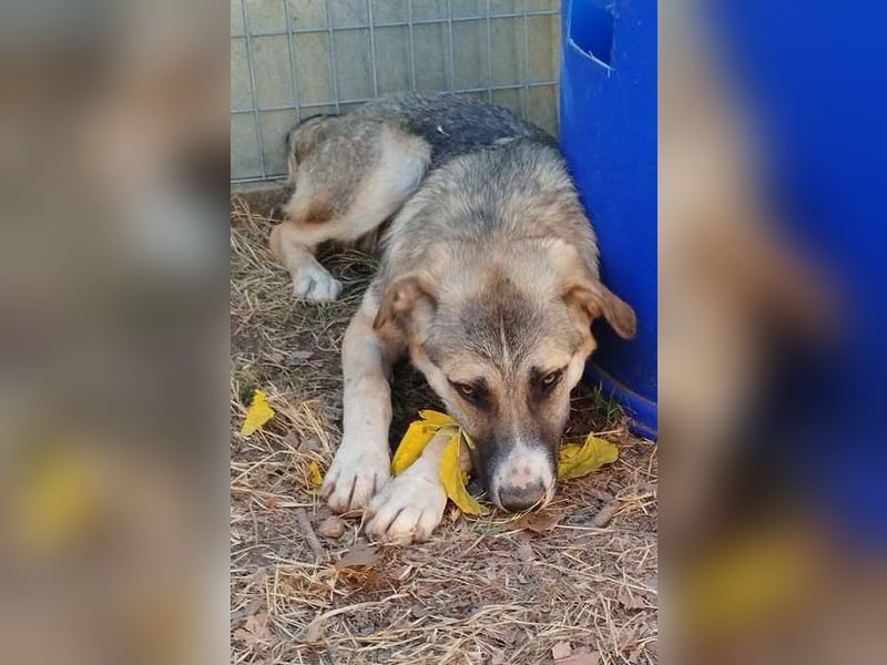 Roben P - ruhiges, ausgeglichenes Bärchen