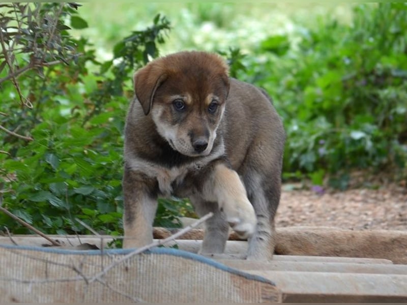 Brownie - ich bin einfach zum anknabbern!