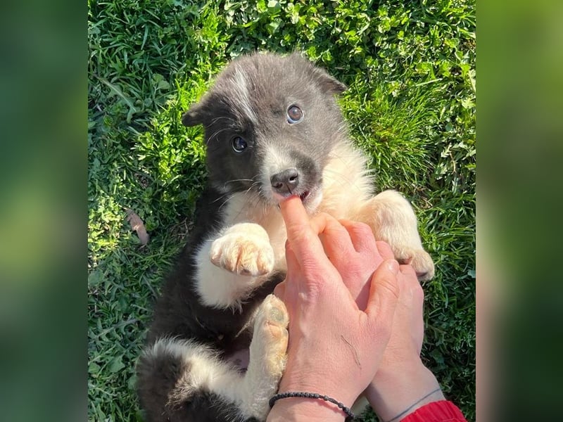 Dush - eines unserer Regenbabys