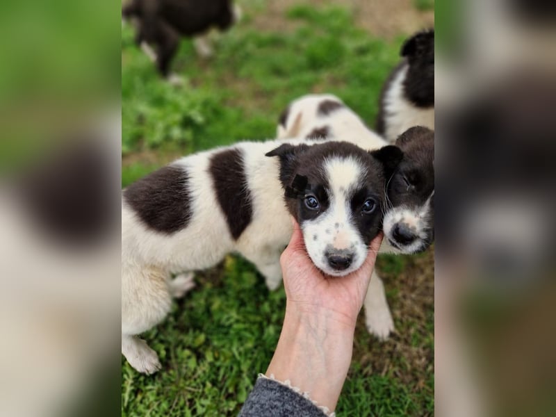 Dixie - eines unserer Regenbabys