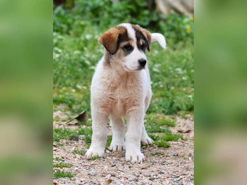 Mika - auf mich hast Du doch gewartet!?