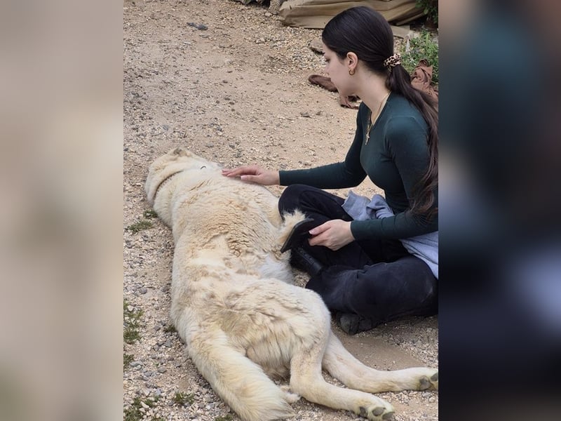 Ilias - ein Herzenshund im Eisbärpelz