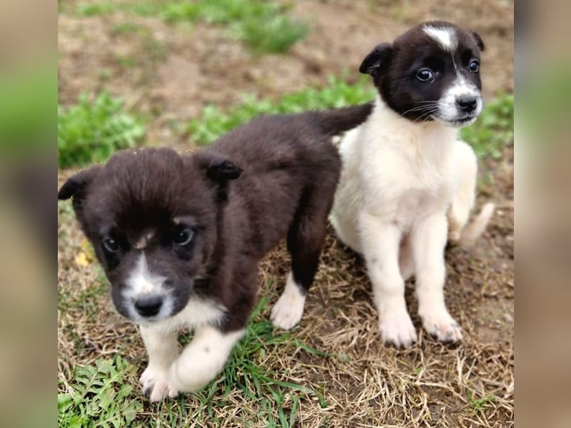 Duke PM - eines unserer Regenbabys