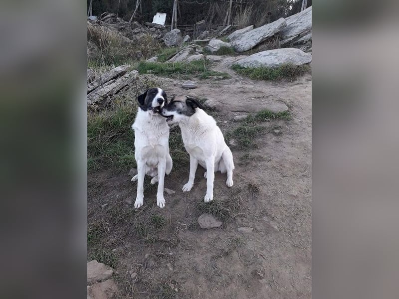 Charlot - Wunder gesucht!