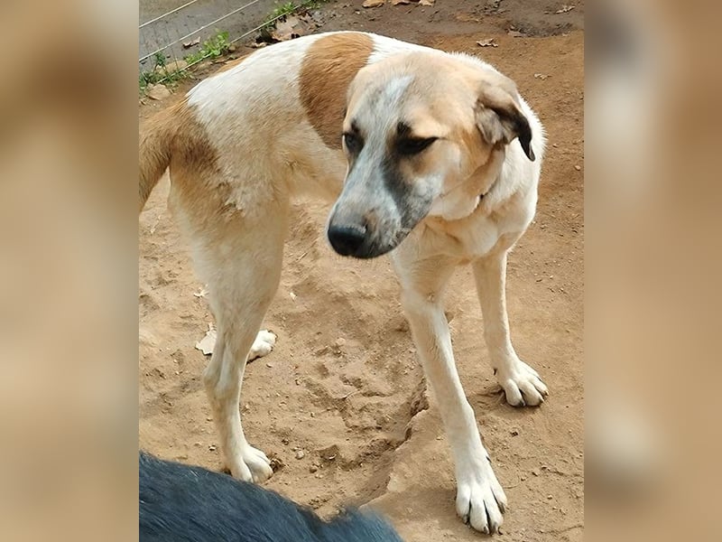 Kimberley - menschenverliebt und sehr ausgeglichen