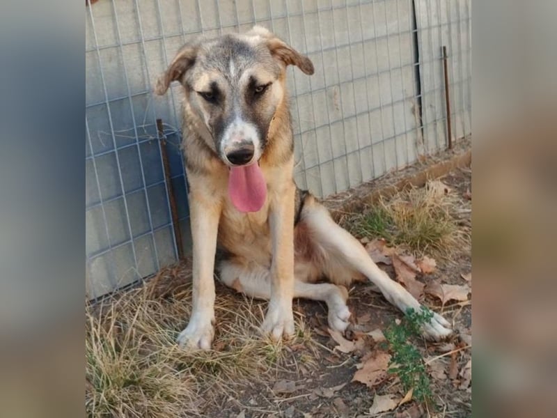 Roben P - ruhiges, ausgeglichenes Bärchen
