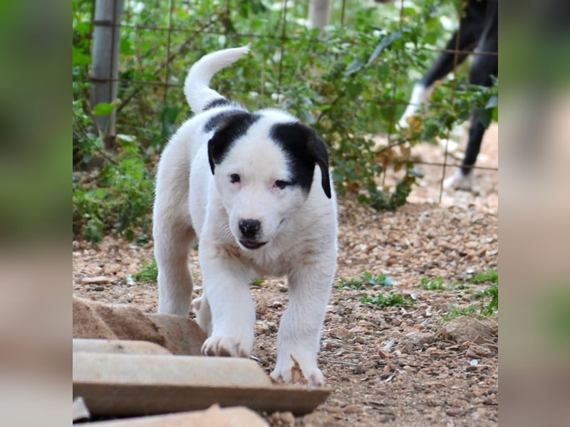 Panda - wo darf ich einziehen?