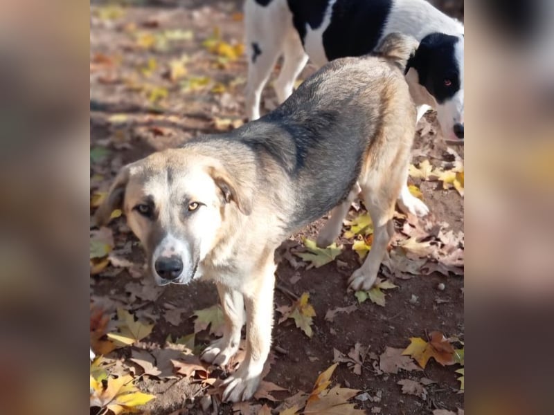 Roben P - ruhiges, ausgeglichenes Bärchen