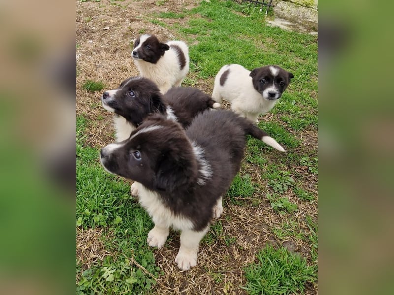 Dush - eines unserer Regenbabys