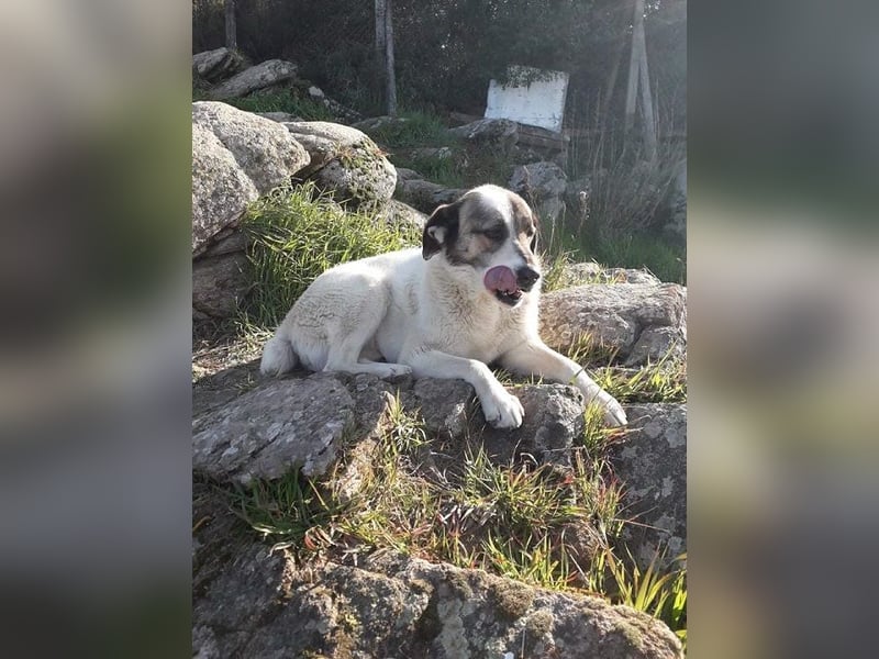 Charlot - Wunder gesucht!