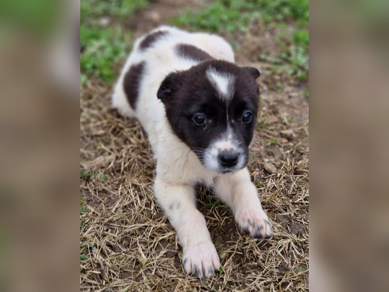 Dottie - eines unserer Regenbabys