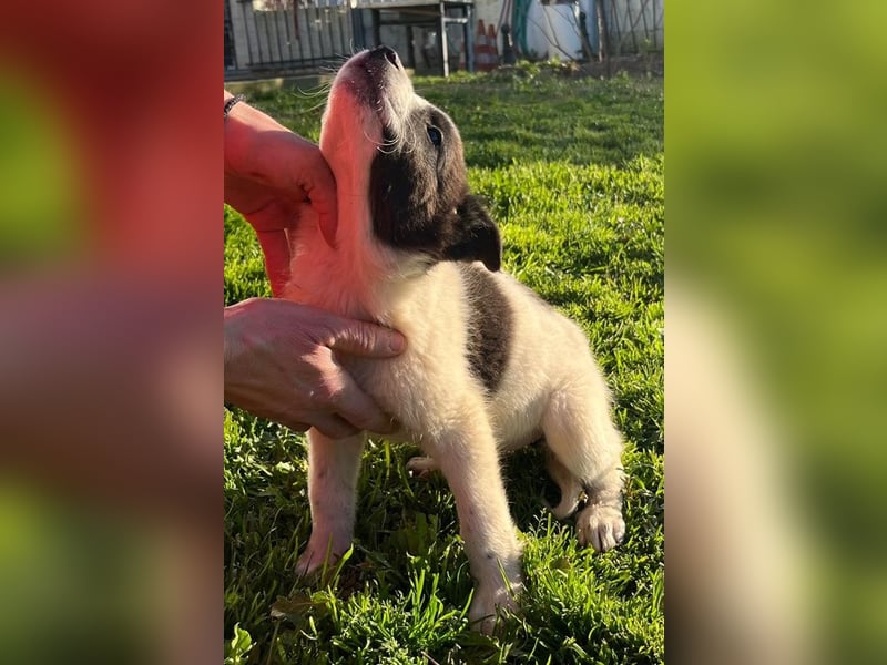 Dixie - eines unserer Regenbabys