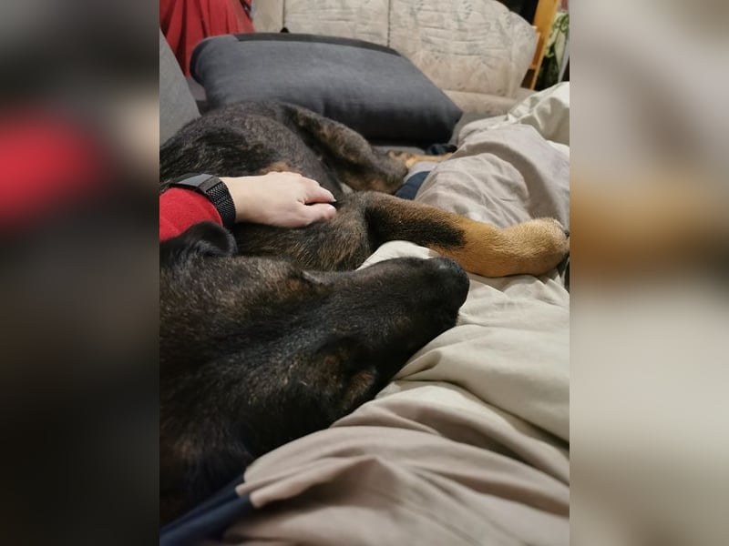 Scooby - er ist einfach verliebenswert. Er lebt, weil seine Mama gerettet wurde.