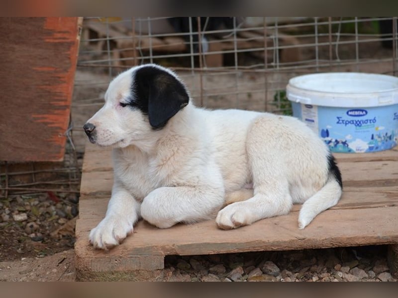 Panda - wo darf ich einziehen?