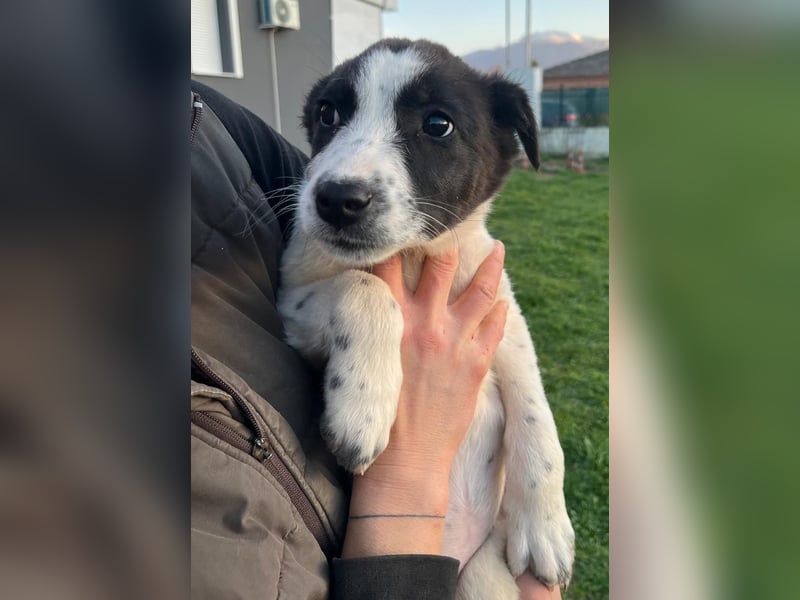 Dixie - eines unserer Regenbabys