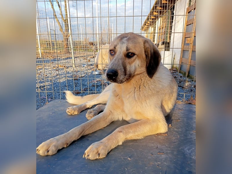 Kimberley - menschenverliebt und sehr ausgeglichen