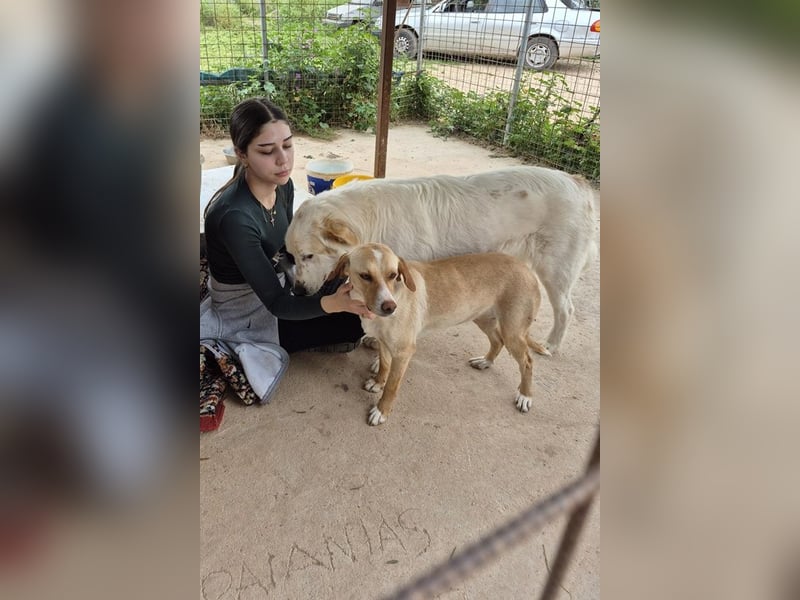Chalvas - freundlich, sozial und "richtig viel Hund" zum Kuscheln