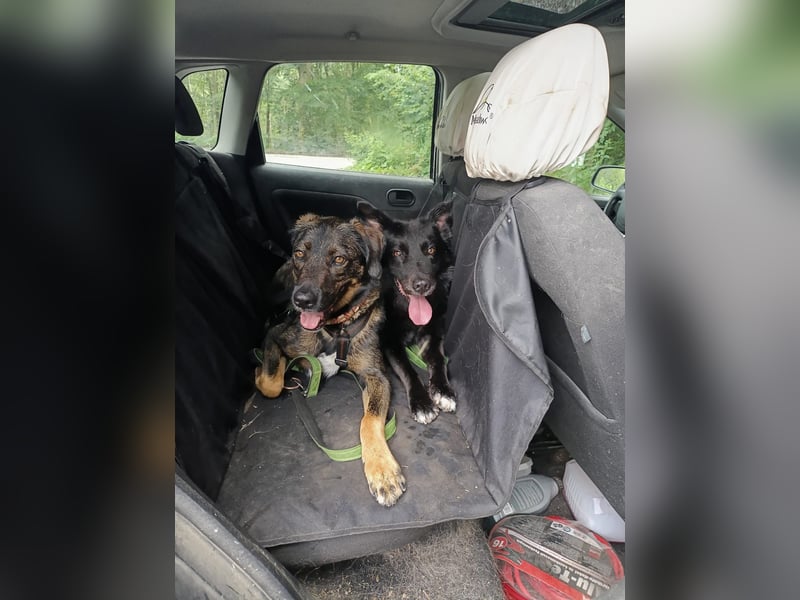 Scooby - er ist einfach verliebenswert. Er lebt, weil seine Mama gerettet wurde.