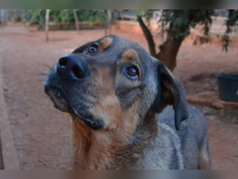 Alf - sanfter, lernwilliger Angsthase XXL