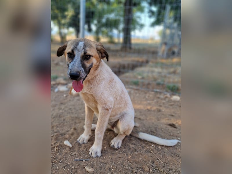 Kimberley - menschenverliebt und sehr ausgeglichen