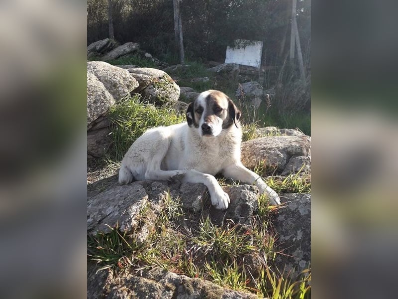 Charlot - Wunder gesucht!