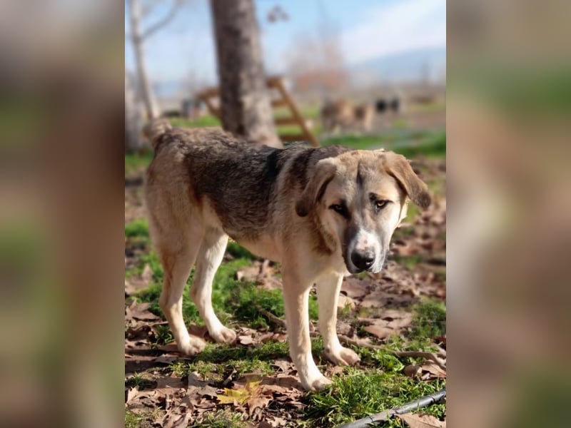 Roben P - ruhiges, ausgeglichenes Bärchen