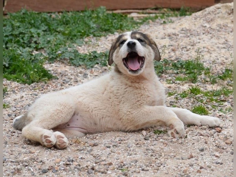 Mika - auf mich hast Du doch gewartet!?