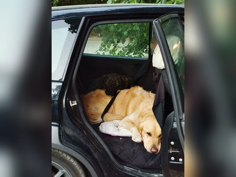 Scooby - er ist einfach verliebenswert. Er lebt, weil seine Mama gerettet wurde.